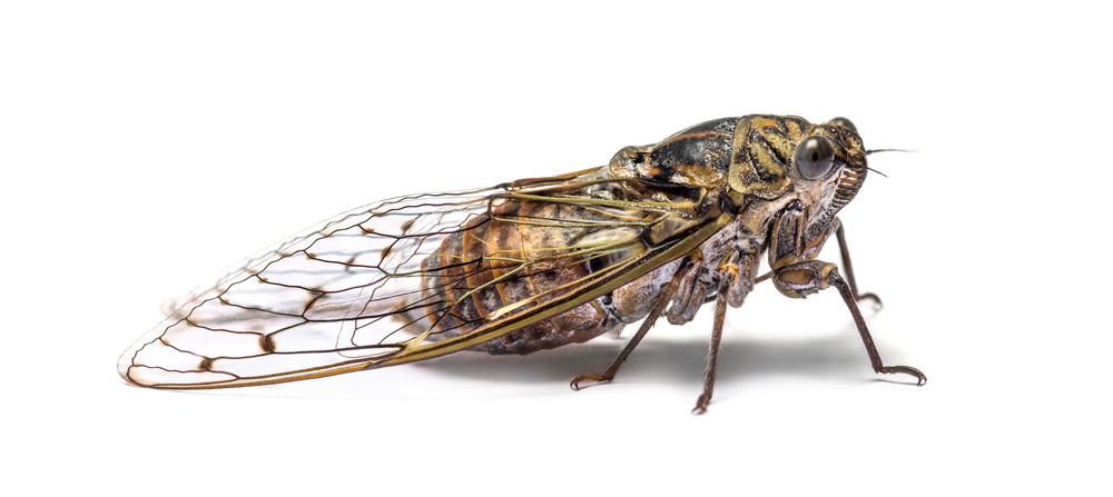 Cicada