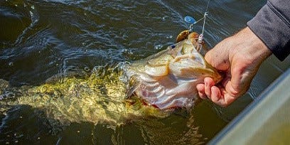 bass with Covert Finesse Spinnerbait