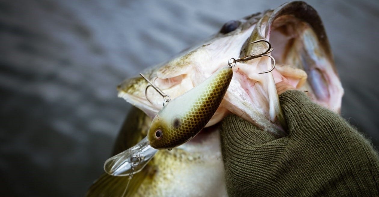 crankbait caught largemouth bass