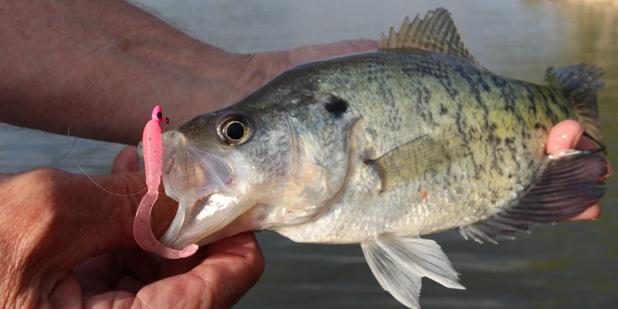 crappie on pink Hyper Grub