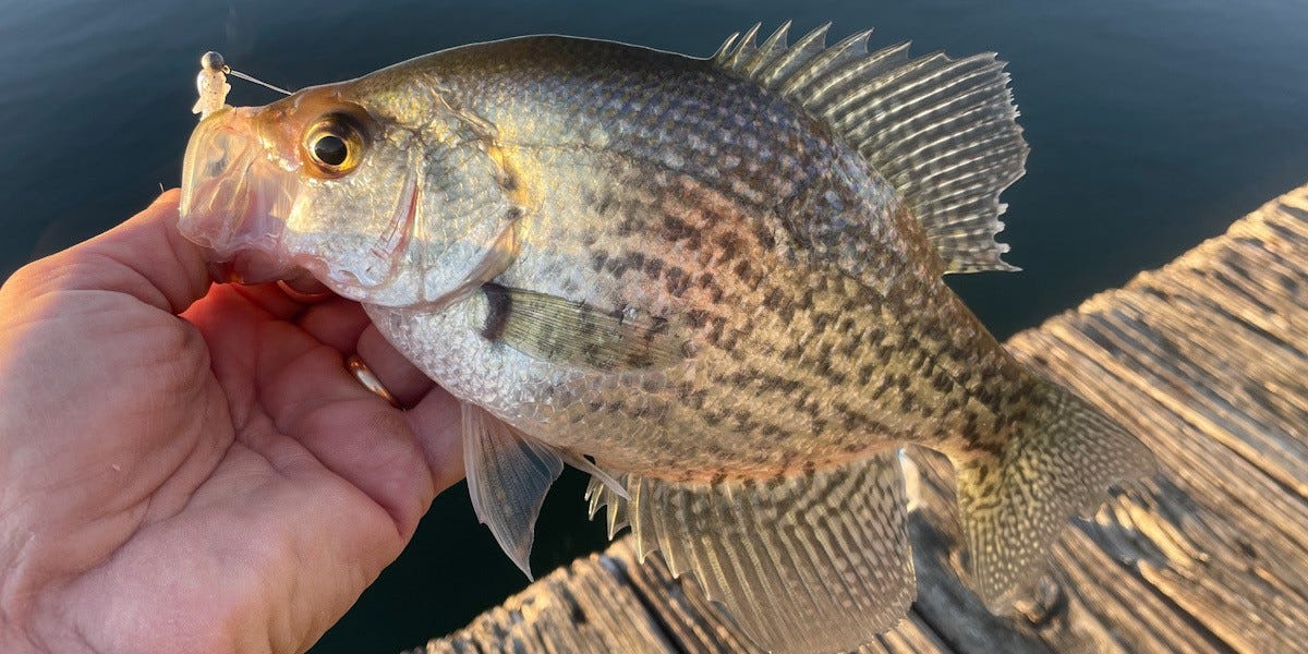 dock crappie
