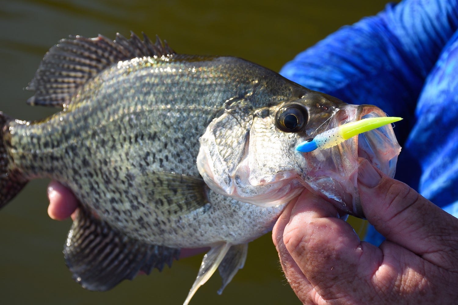 crappie on Bobby Garland Slab Slay'R