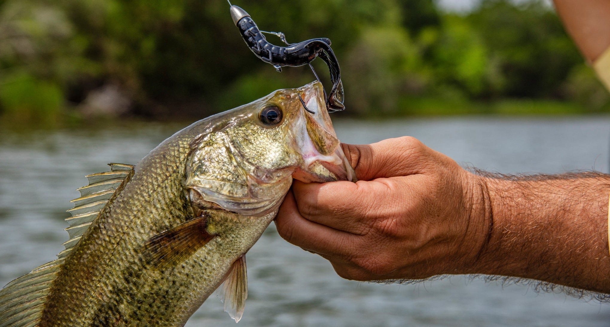 My TOP 5 Soft Plastics for a Weighted Texas Rig (Bass Fishing for  Beginners) 