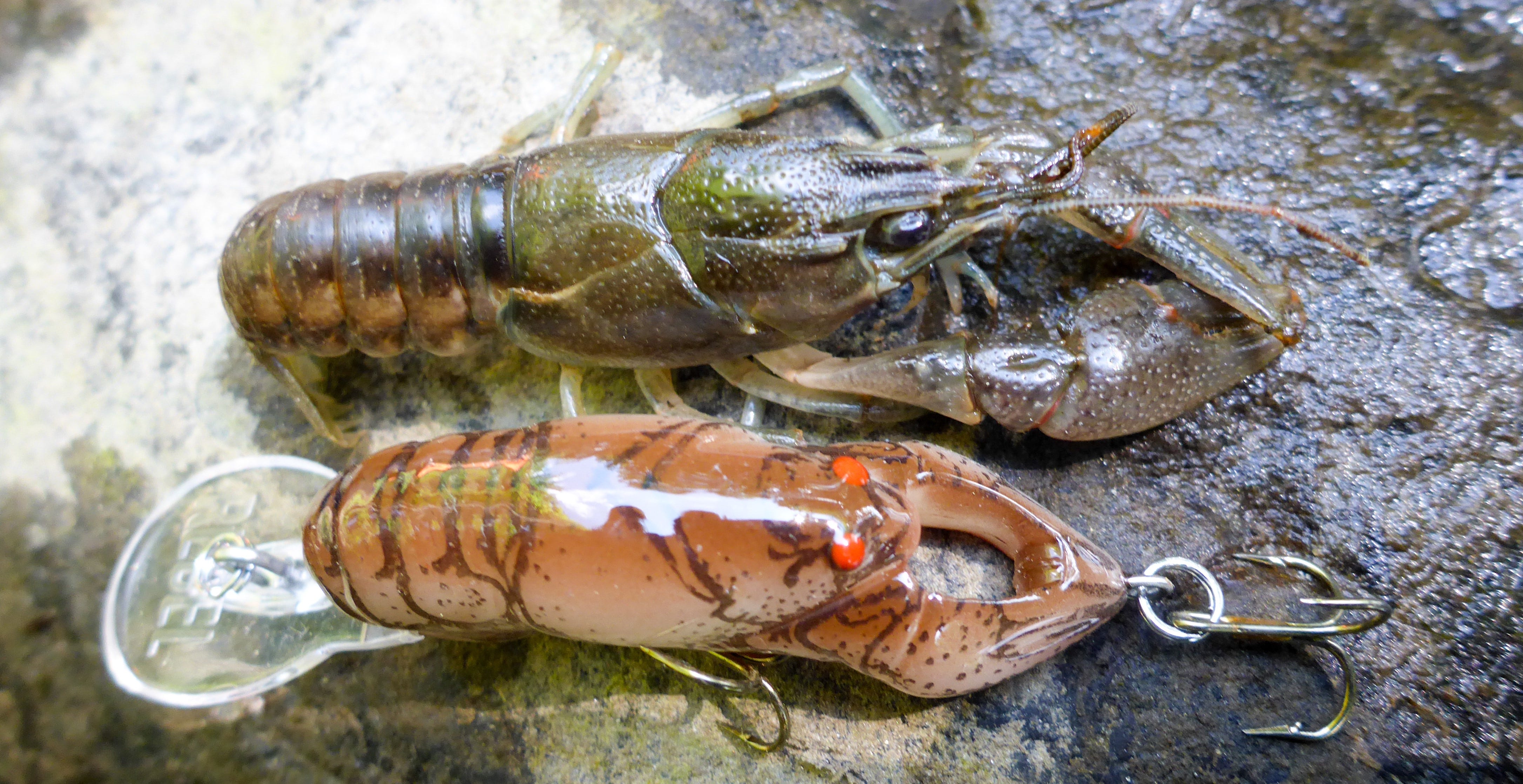 crawfish matching lure