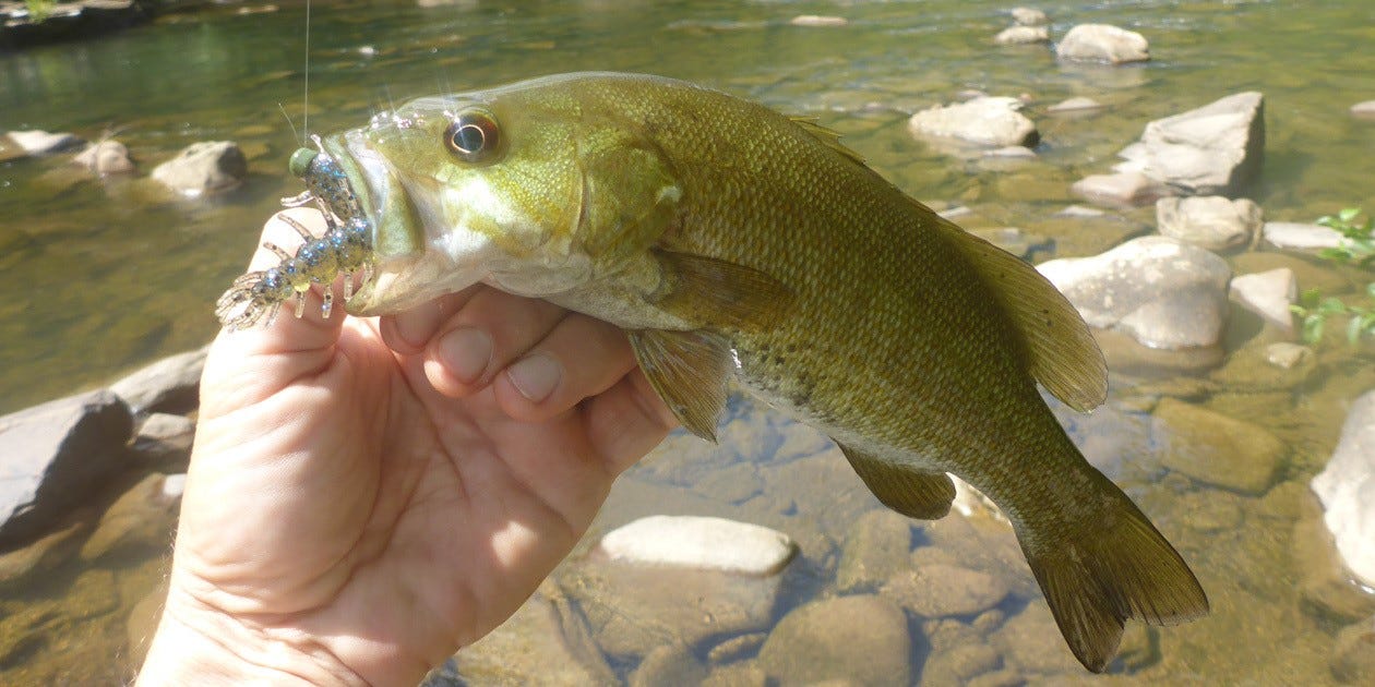 Creek Smallmouth Bass