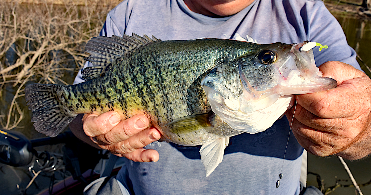 big crappie on Bobby Garland crappie bait