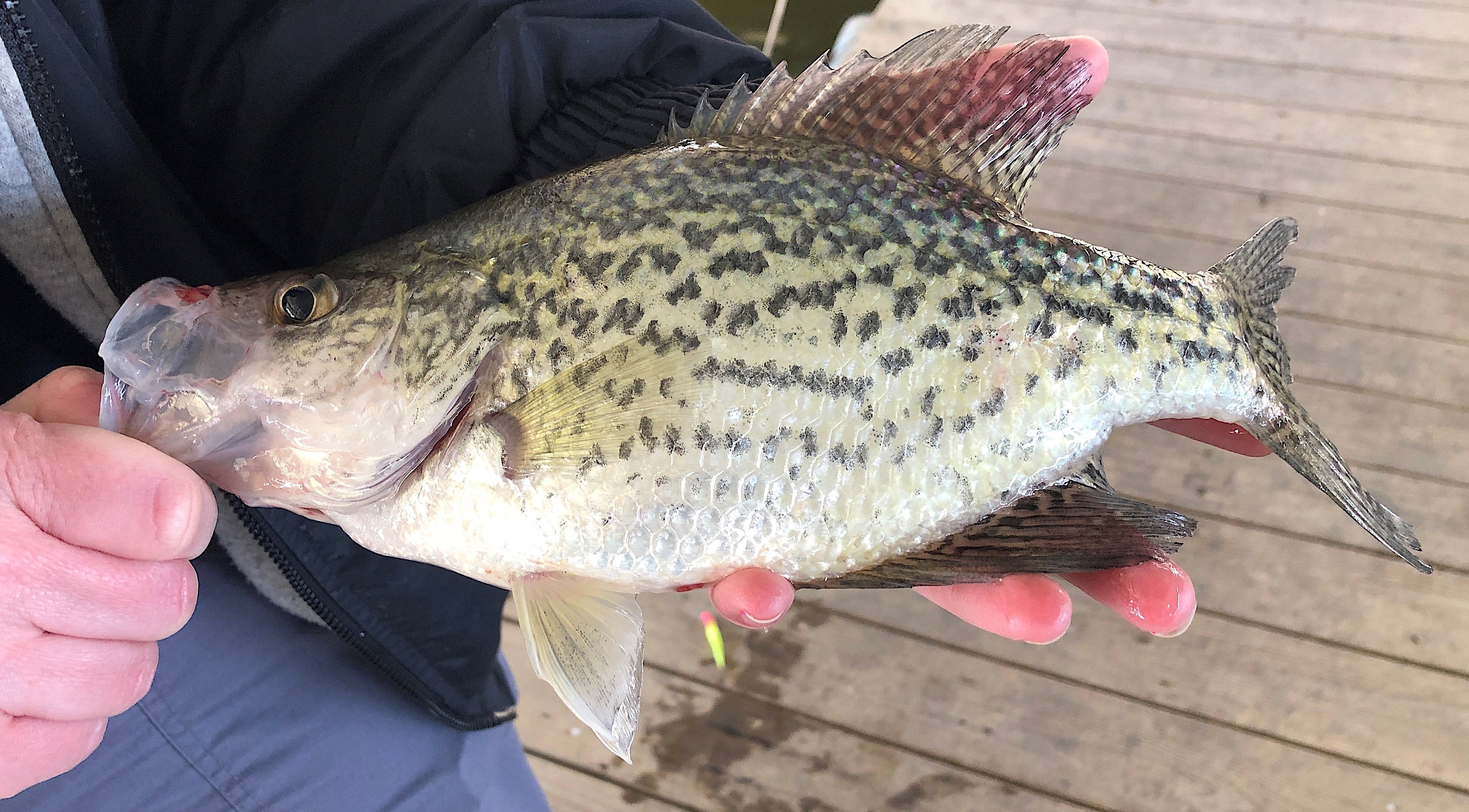 dock crappie