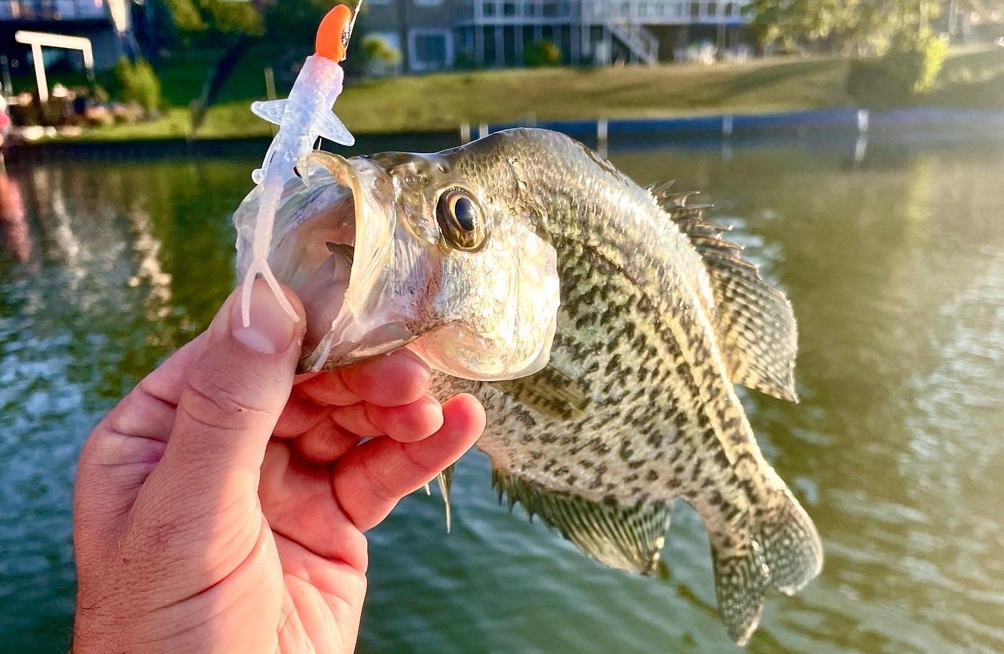 Creek Fishing with the Bobby Garland Mayfly for ANYTHING that Bites 