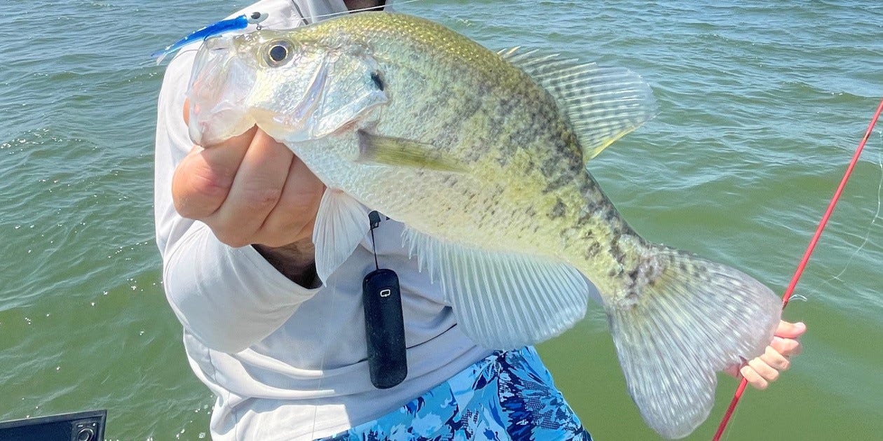 Crappie on Live Roam'R