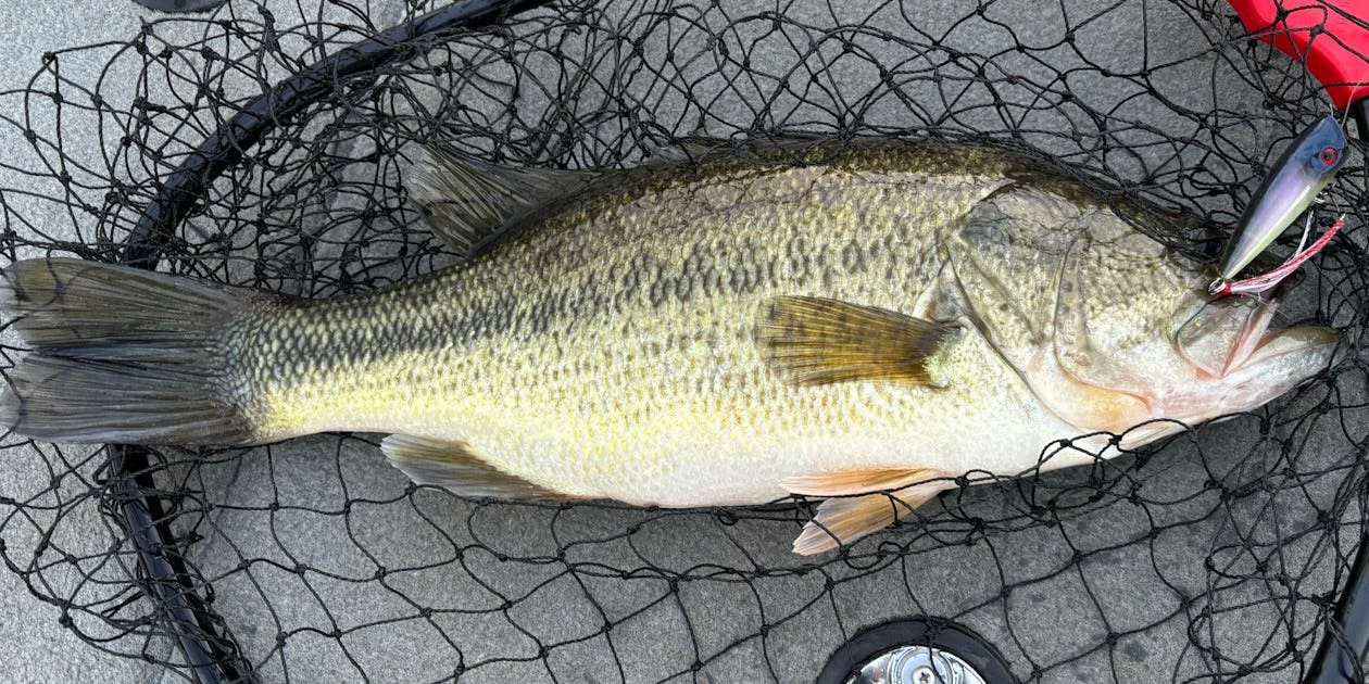 largemouth bass on Boss Pop