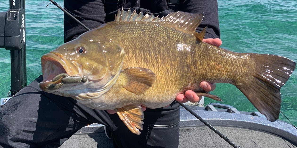 big smallmouth bass