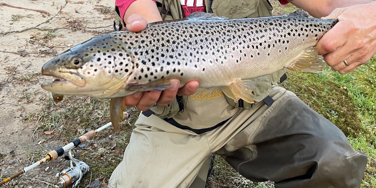 brown trout on spoon