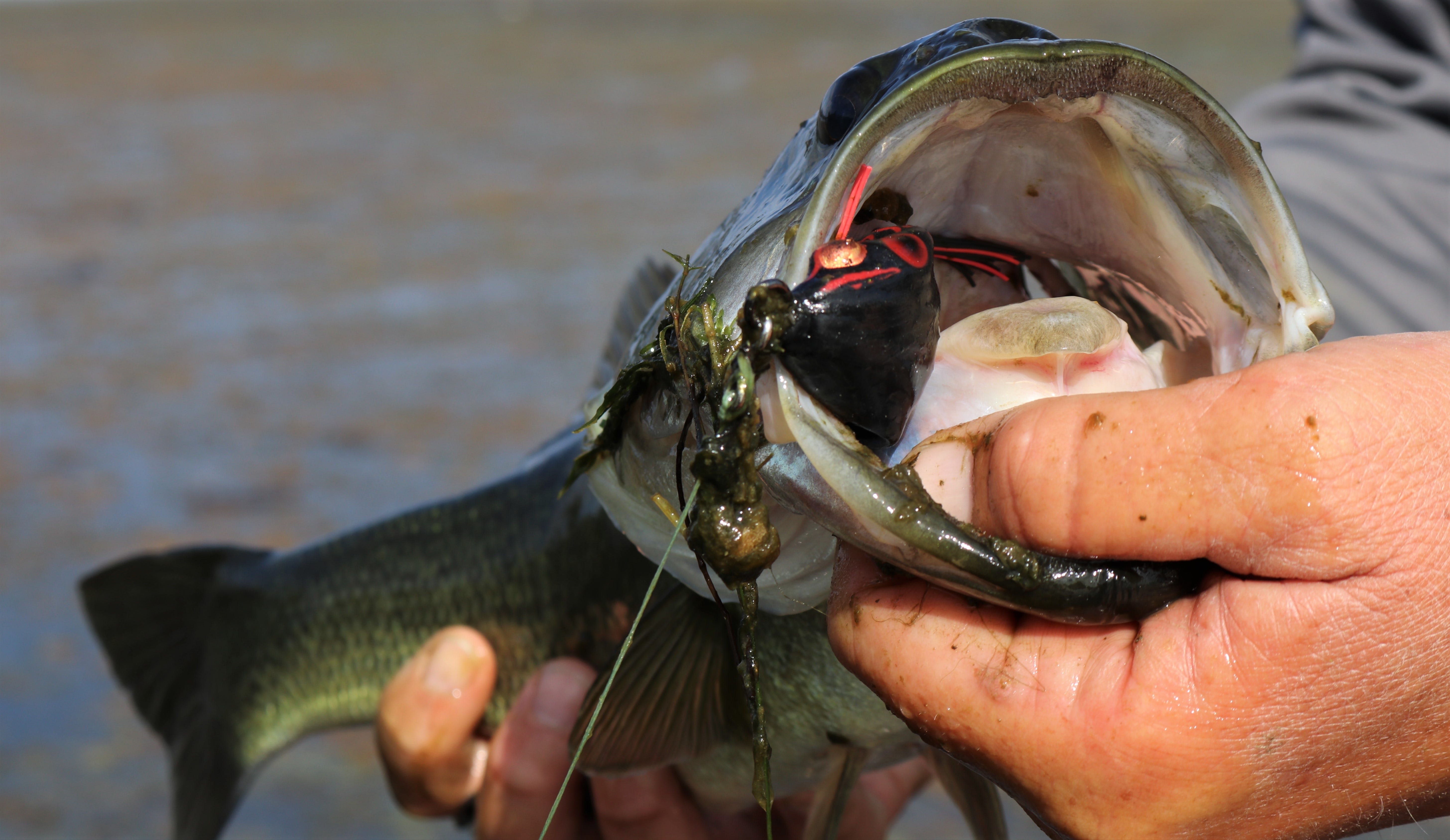 Your Guide to Frog Fishing for Bass