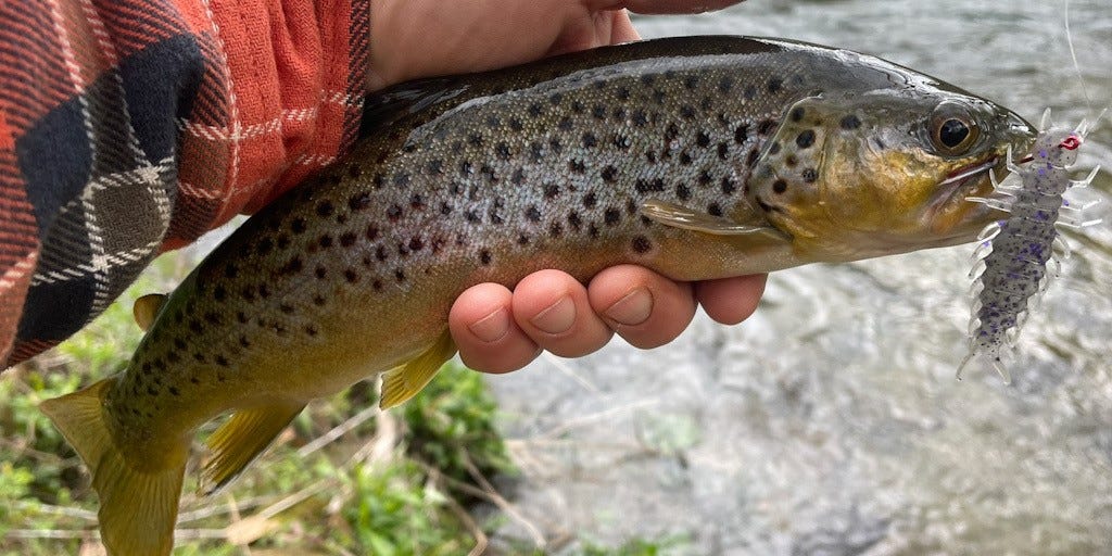 brown trout on Juicy Hellgrammite