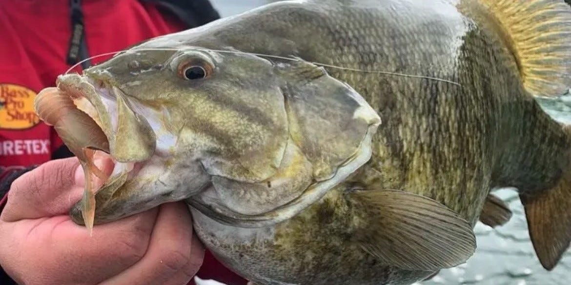 smallmouth bass on Juvy Craw
