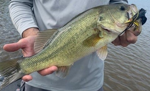 swim jig largemouth bass
