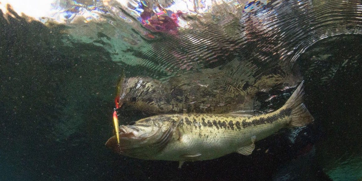 underwater bass on Rogue jerkbait