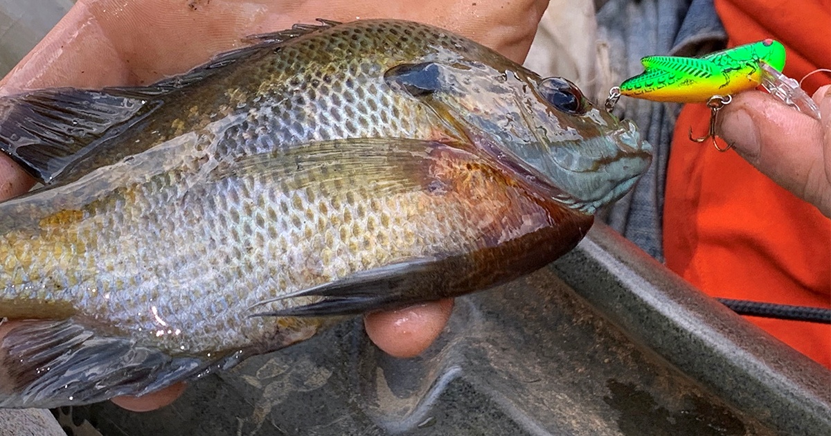 Crickhopper bluegill