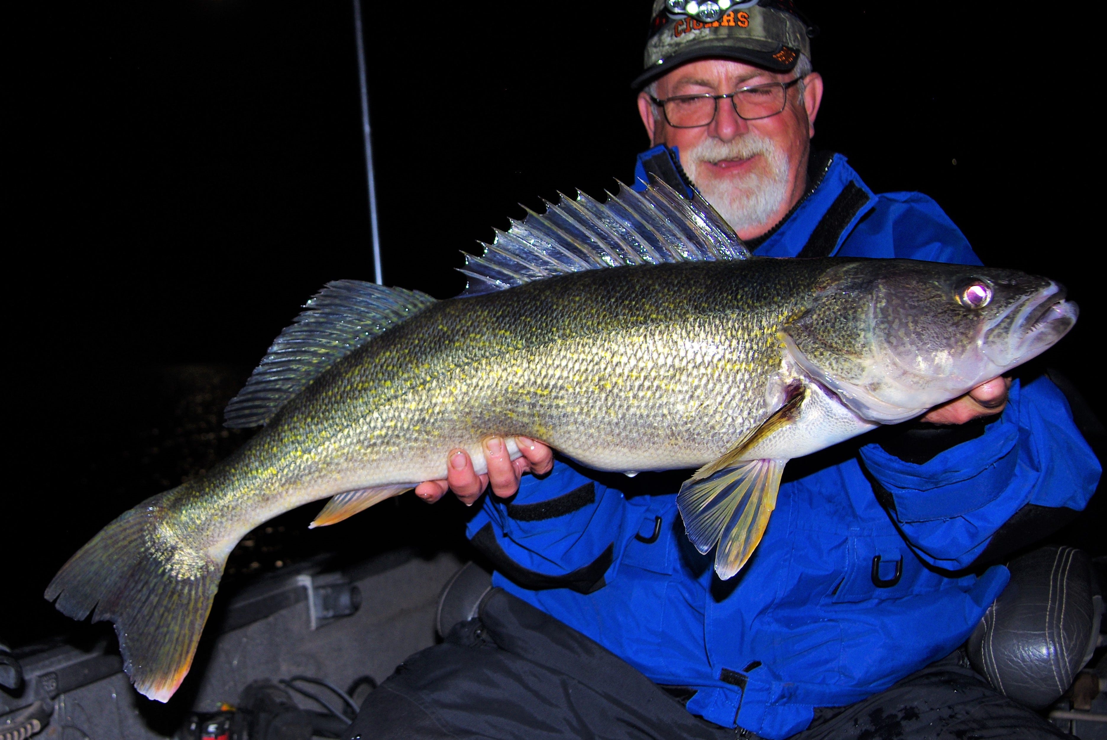 big walleye caught trolling