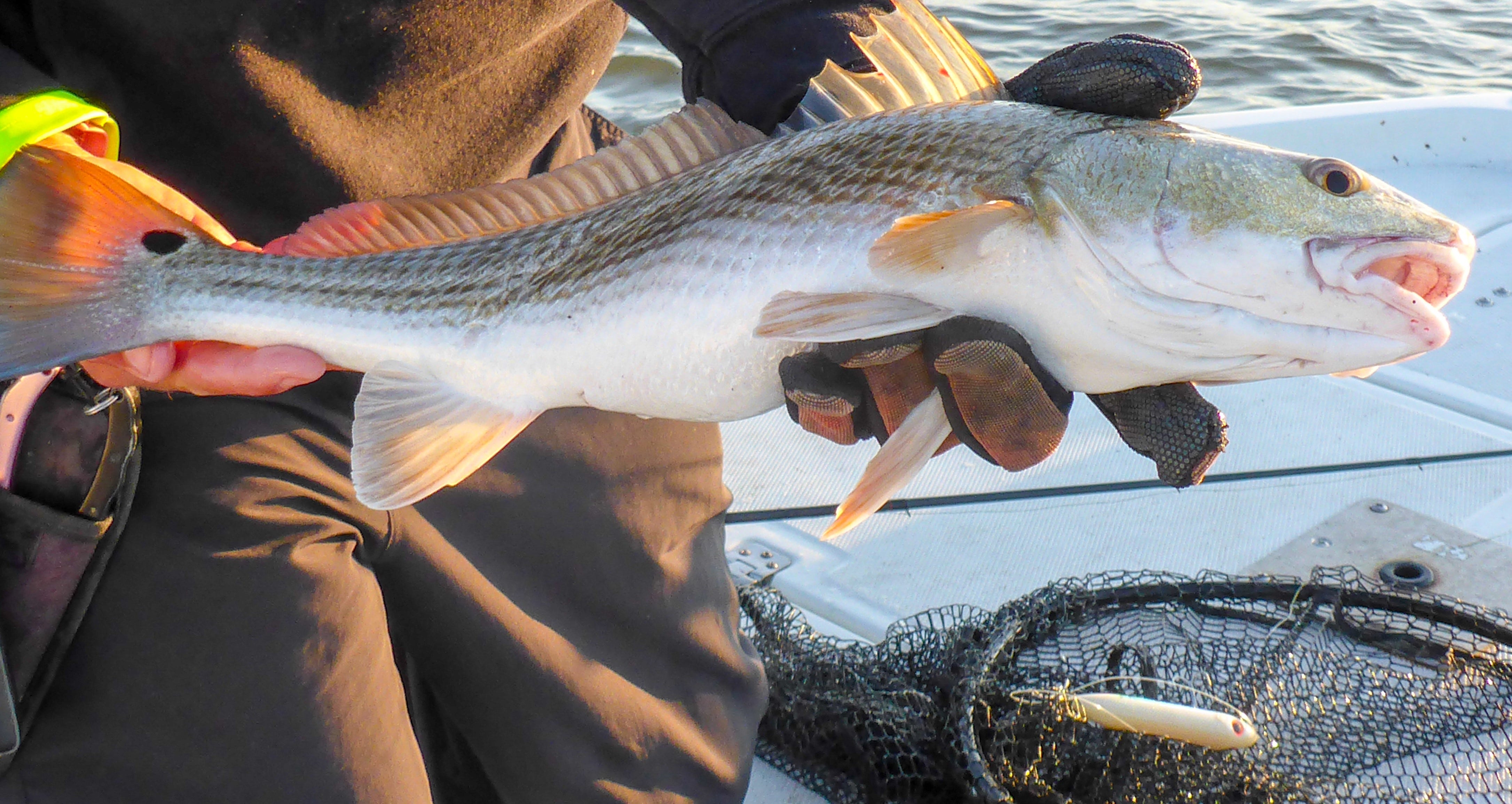 redfish caught on topwater