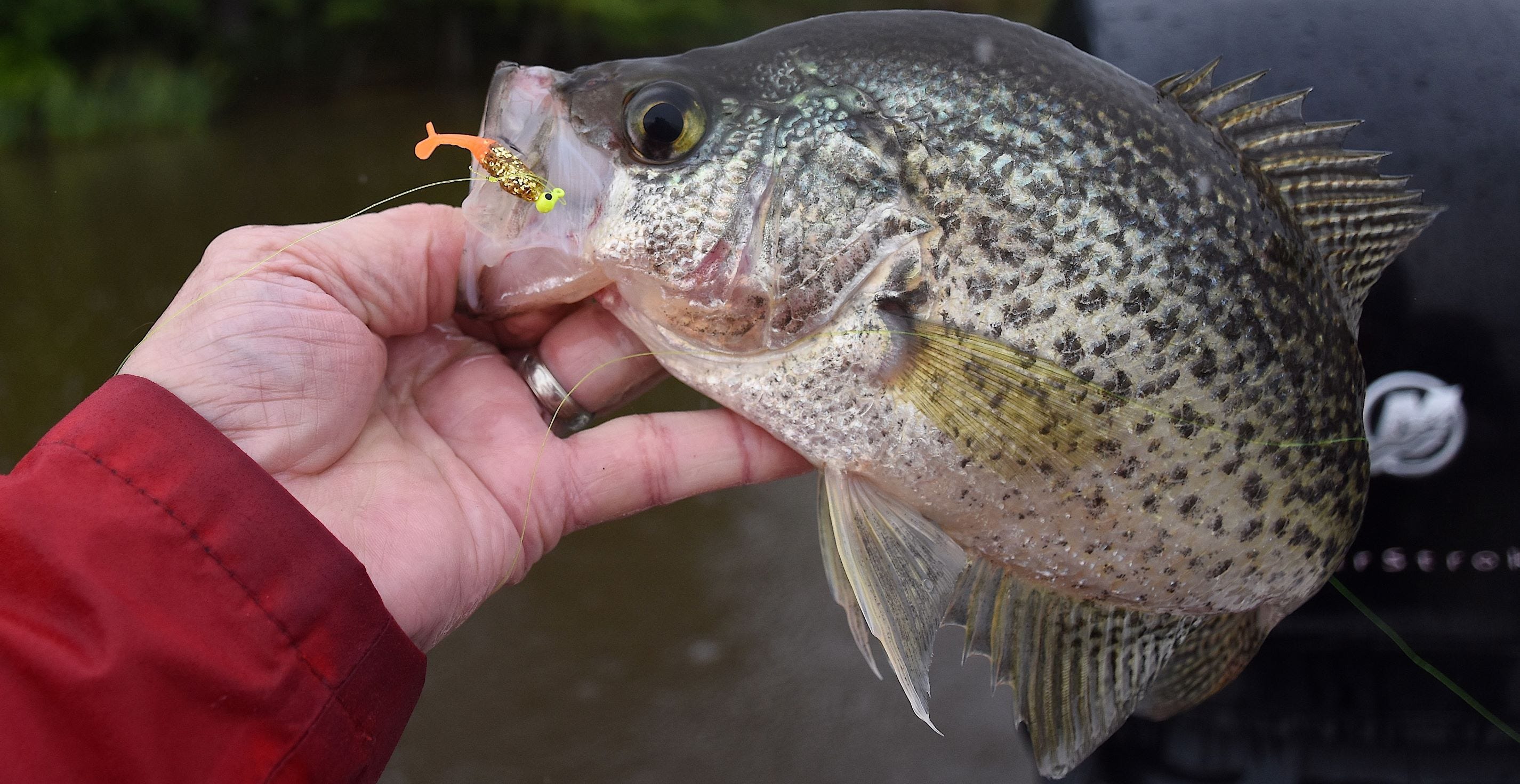 Crappie on Bobby Garland Itty Bit