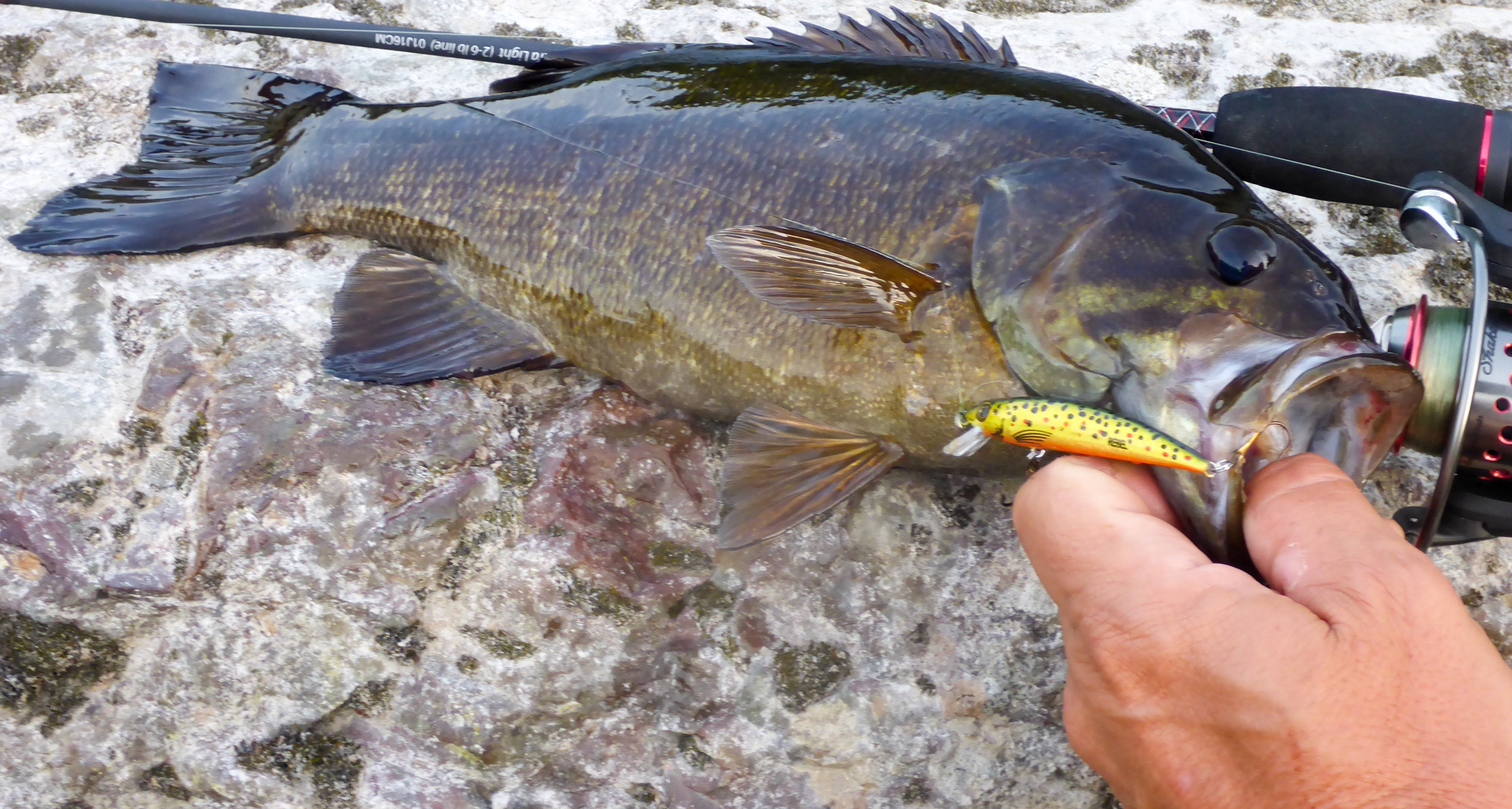 creek smallmouth bass