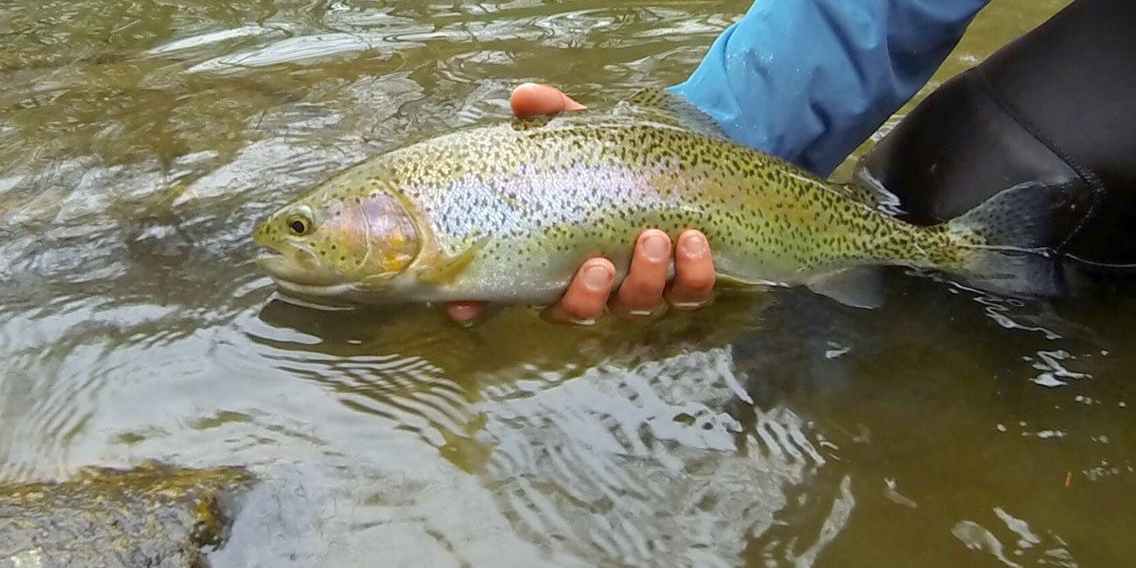 rainbow trout release