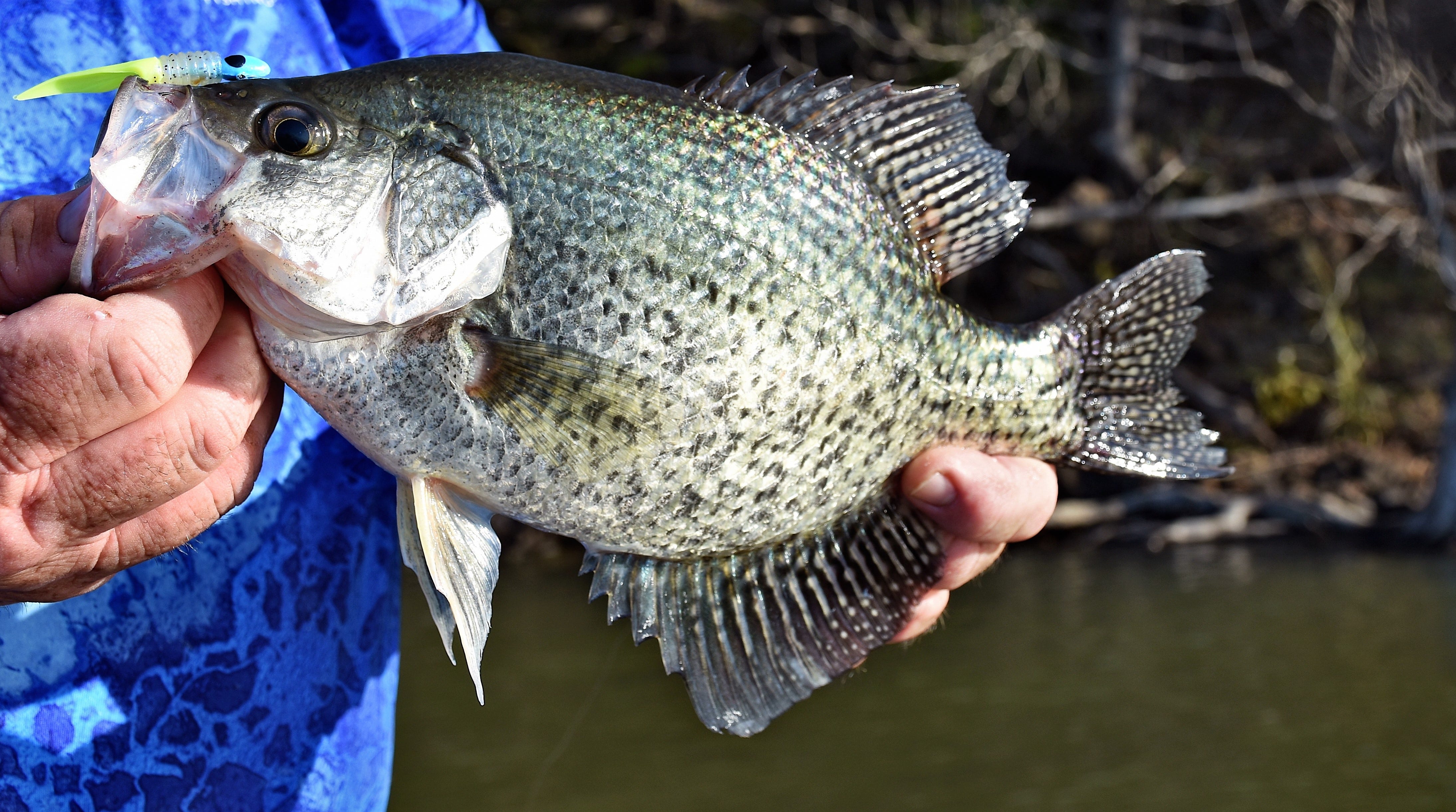 spring crappie