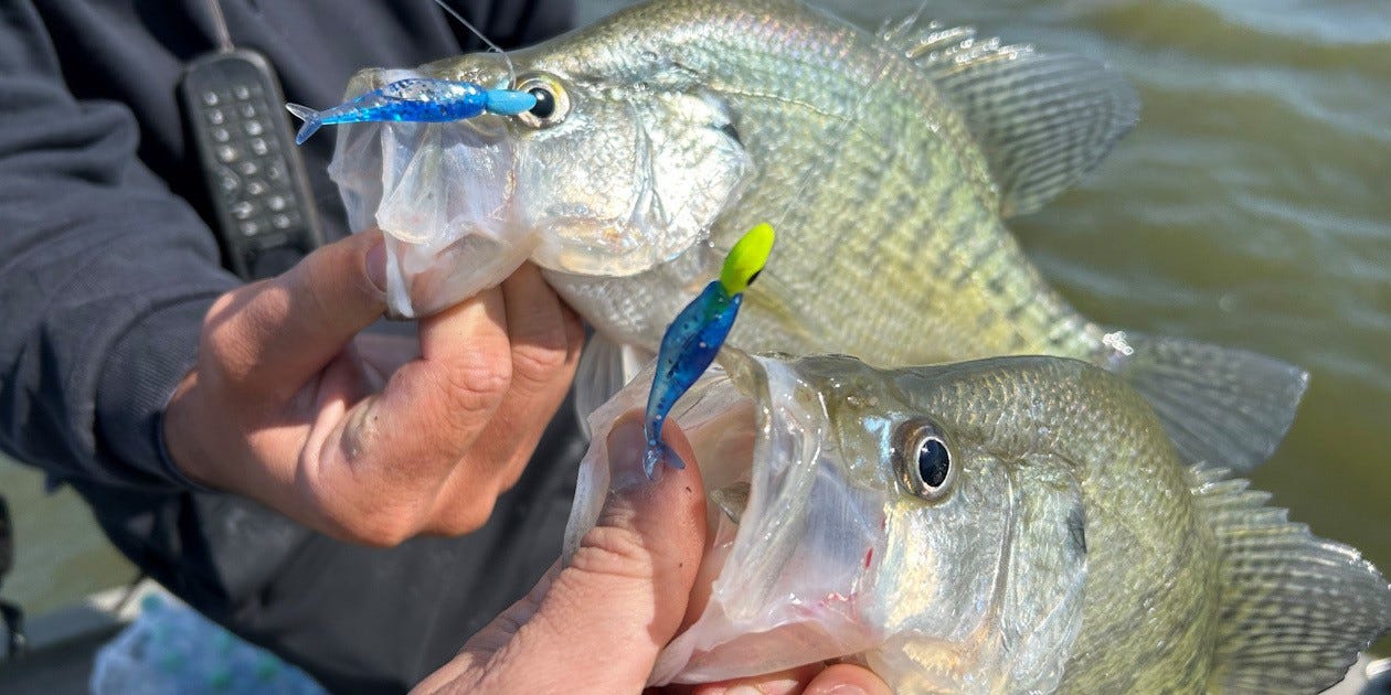 two crappie on Live Roam'R