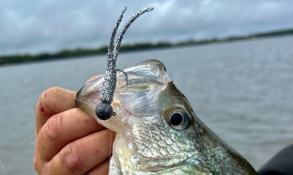crappie on Split Tail