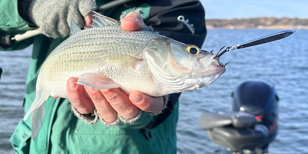 White Bass on CC Spoon