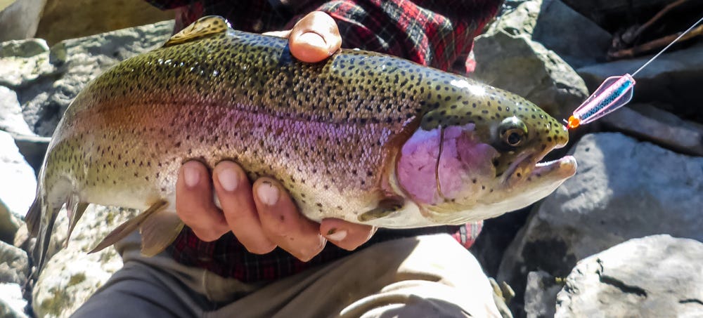 Rainbow trout with Tasmanian Devil