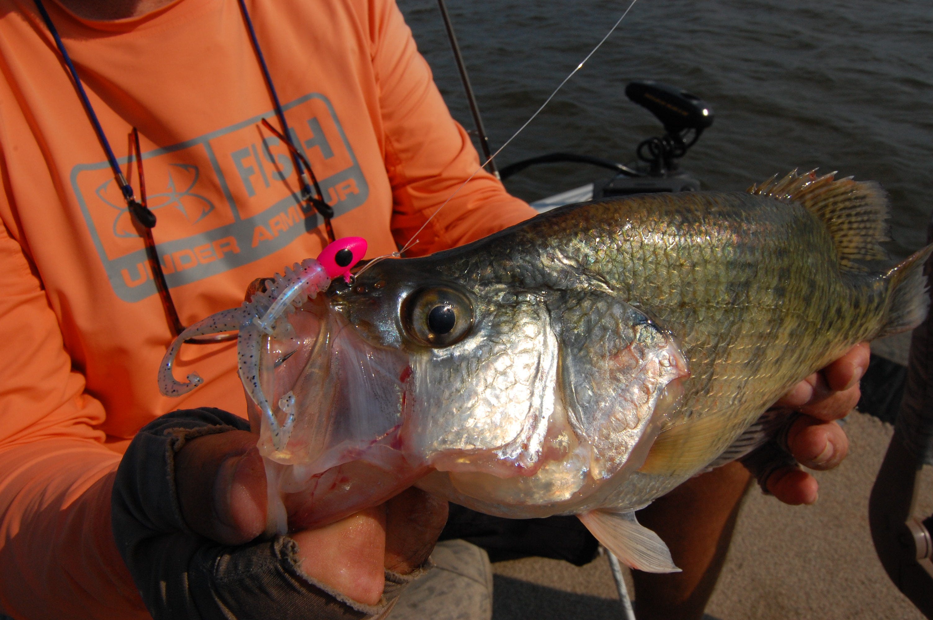 Pile Diver Crappie