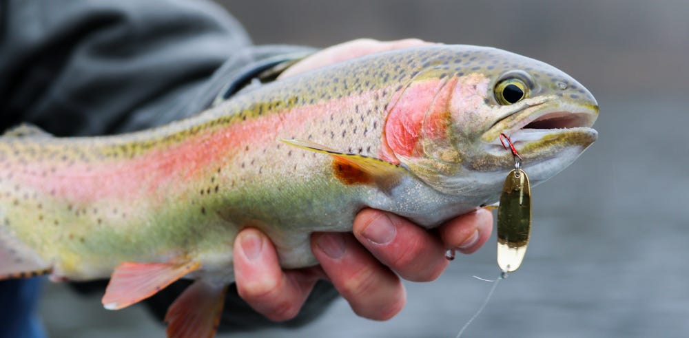 Rainbow Trout with Lindy Quiver Spoon