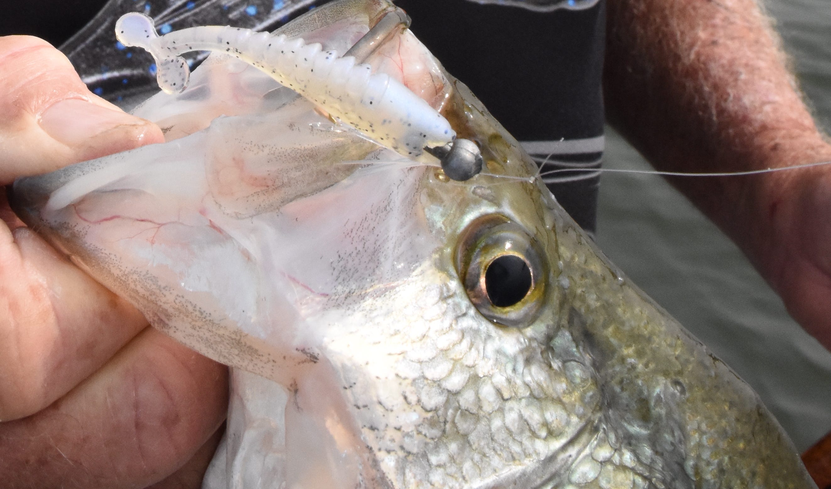 Six Top Baits for Spring Crappie Fishing