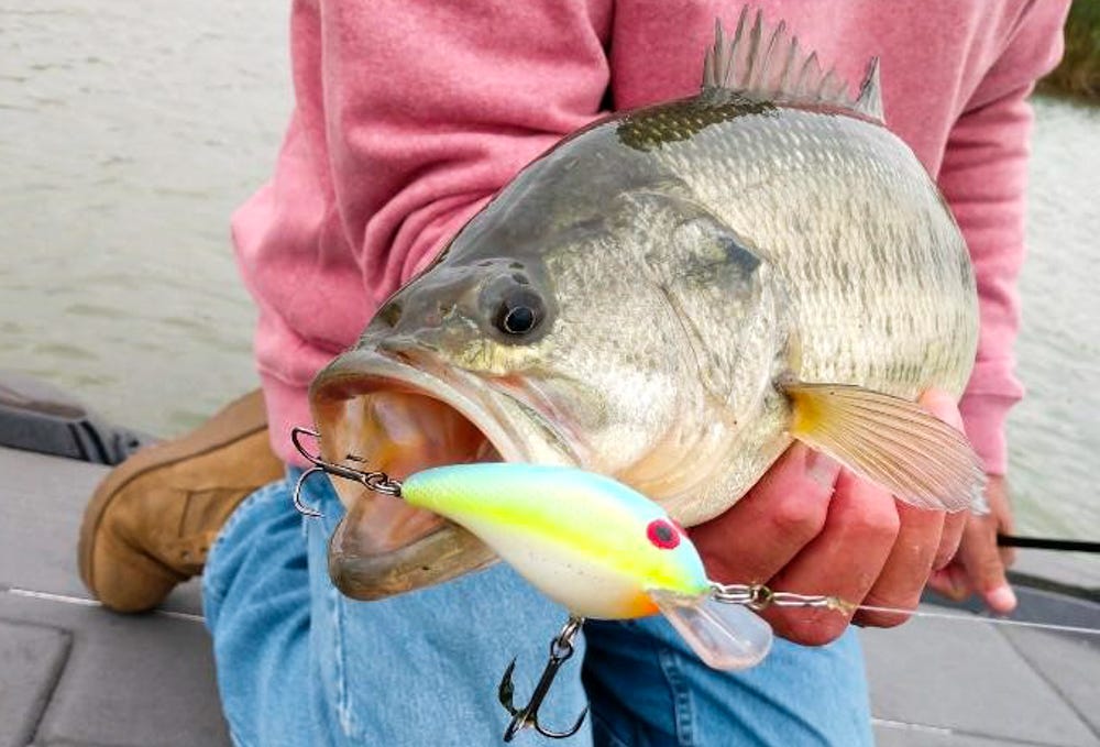 5 PROVEN Lures for Early Season Bass Fishing