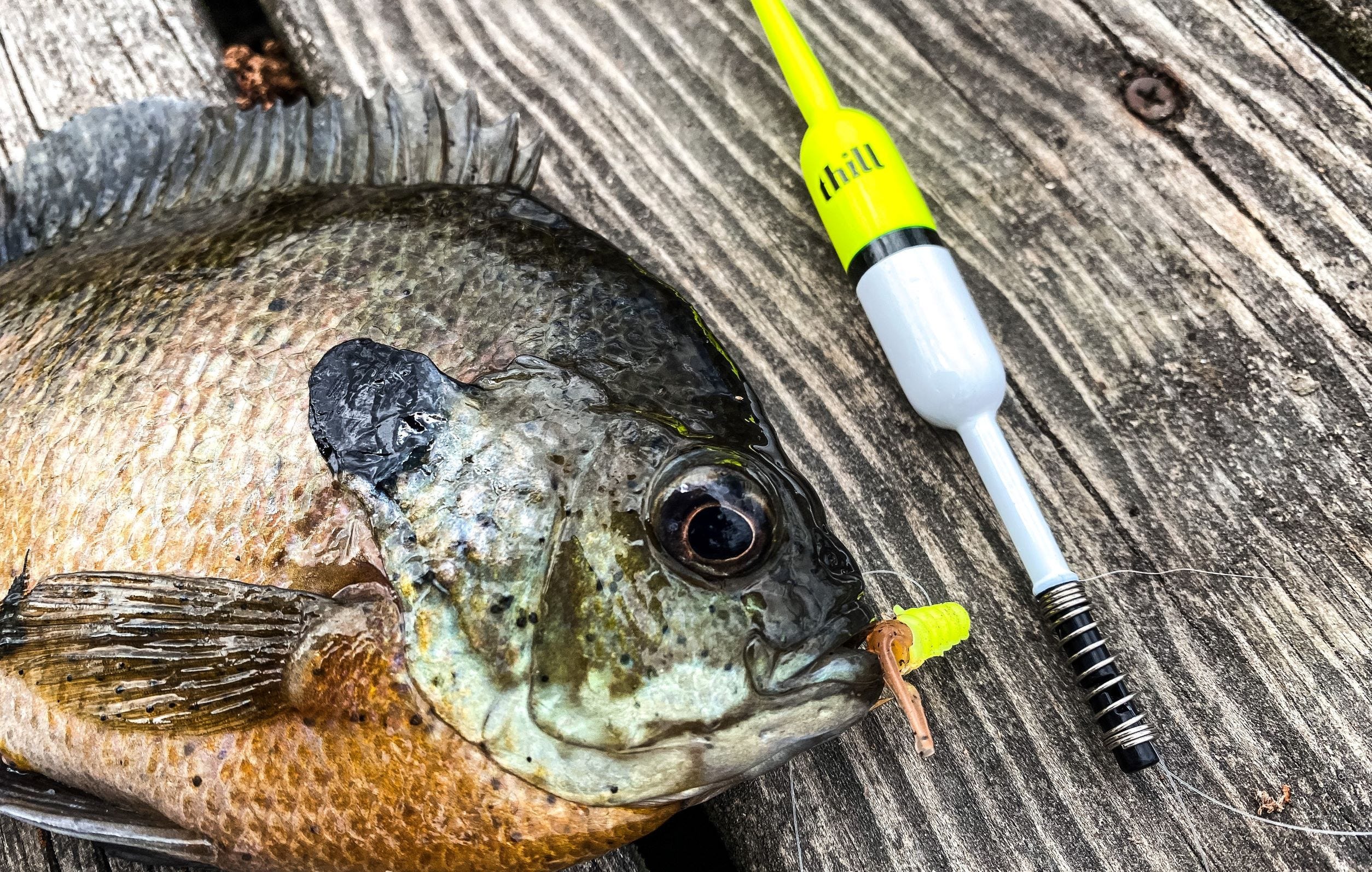 Itty Bit Slab Slay'R Bluegill