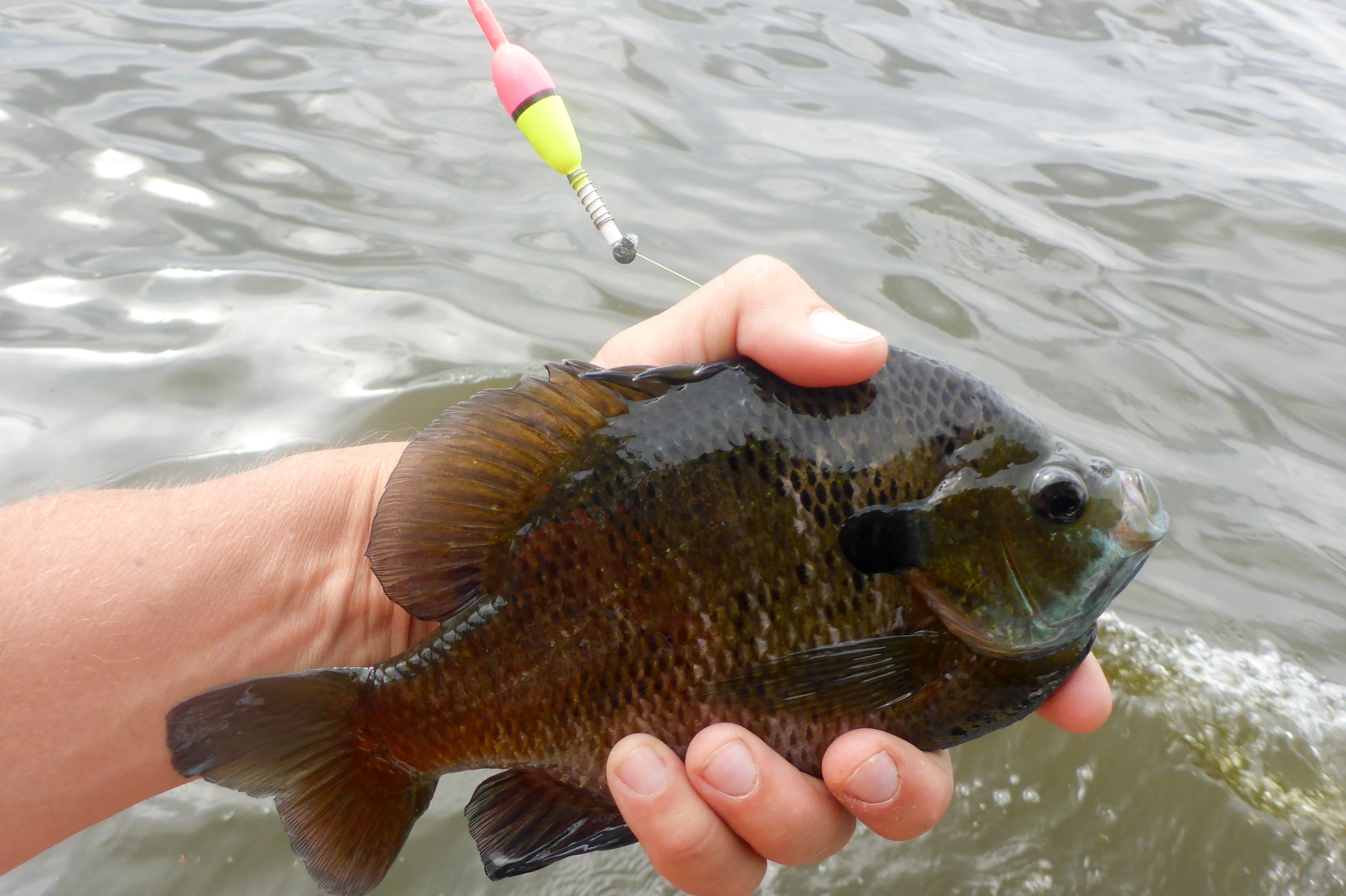 Simple Float Fishing for Spring Bluegills