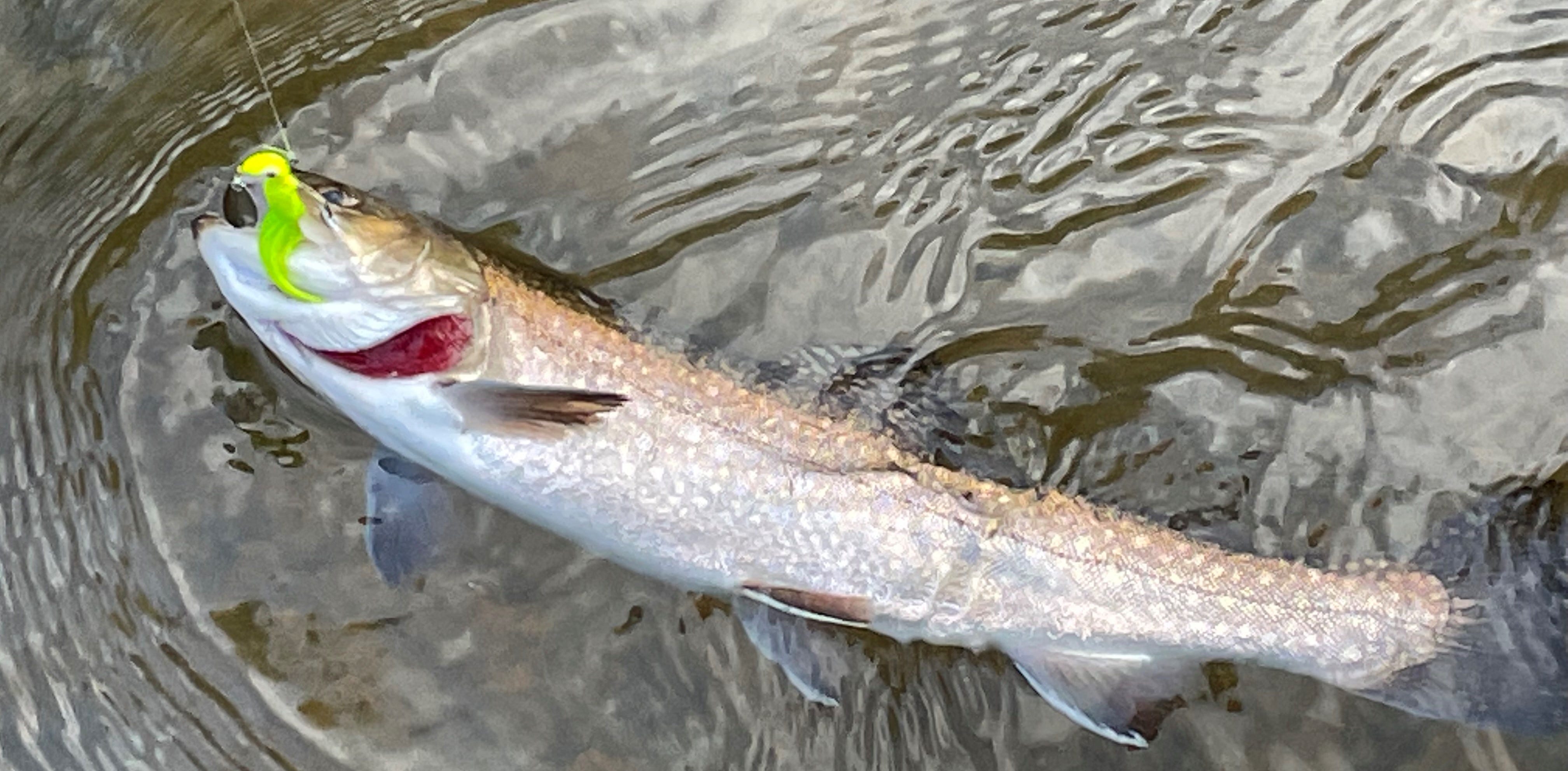 Brook Trout on Road Runner Marabou