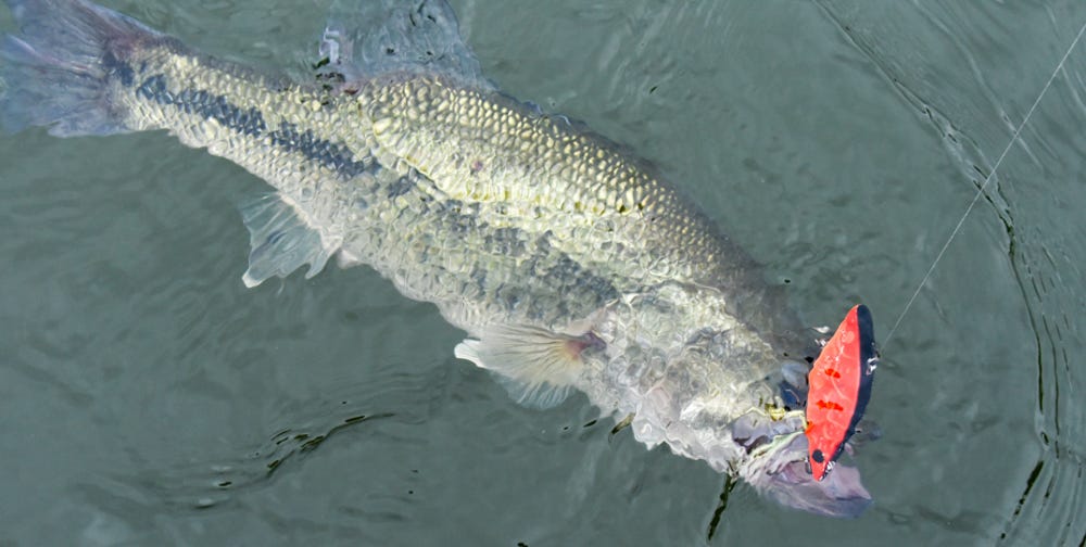 largemouth bass on Super Spot